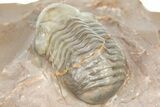 Unusual, Tiny-Eyed Phacopid (Eocryphops?) - Jorf, Morocco #362868-4